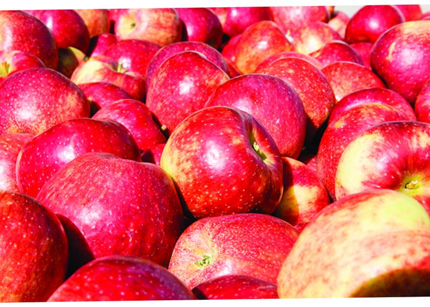 Record crop of Pazazz apples reported by growershipper The Packer
